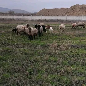 Guzly goÿun 5 sany bogaz Goÿun