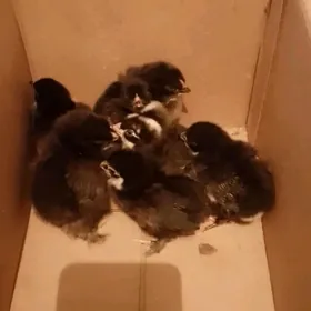 Amerikan Towuk juyje