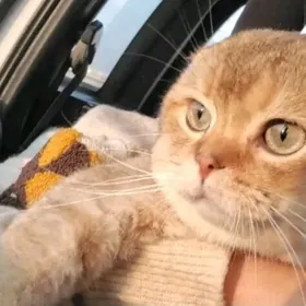 шотландский кот