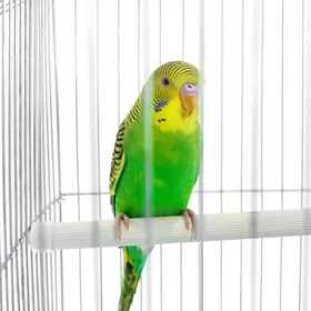 попугай с клеткой