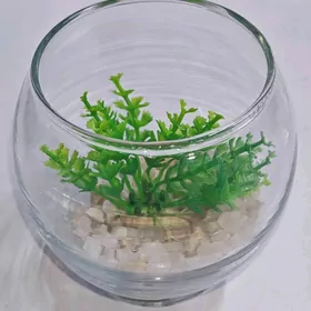 Аквариума Akwarium