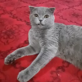 кот для спаривания