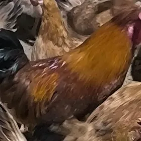 yas turkmen horazlar