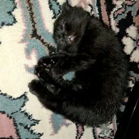 вислоухий кот