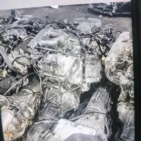 Mark mator karopga hadawoy