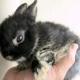 Minikarlik towşan zatlary bile