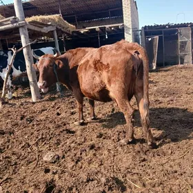 суйтли богаз саглык сыгыр