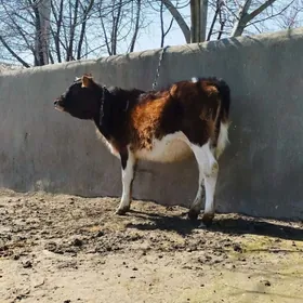 Arassa tohum sygyryñ tüwesy