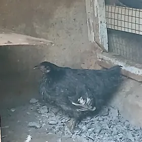 Towuk Dominant / BRAMA