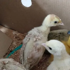 owgan induk juyjeler