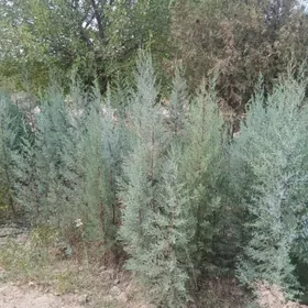 Yolka KIPARIS ARIZON