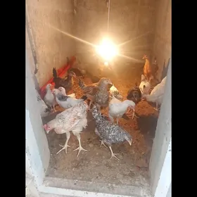 brama towuk juyjeler