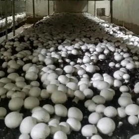 бизнес komelek грибы