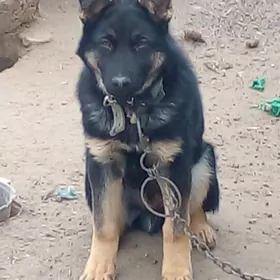 авчарка  еркек