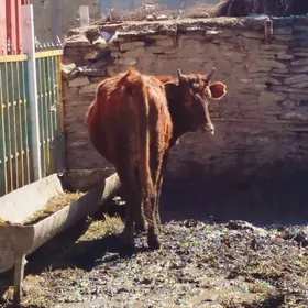 Arassa tohum tuweler we sygyr