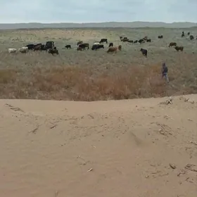 GOLELI ,  SYGYRLAR, OKUZL