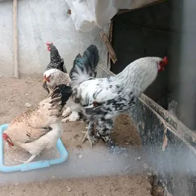 balgar,brama ikisi bile