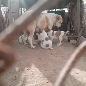 туркмен алабай