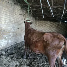 арасса бурлат голели сыгыр