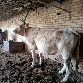 арасса шивет голели сыгыр