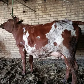 голели сыгыр