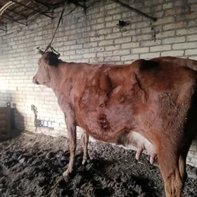 красный ситипной голели сыгыр