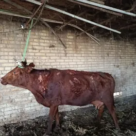 арасса бурлат голели сыгыр