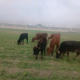 1 öküz 6 göle (öjek) satlyk