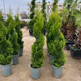 spiral yolka limonnik