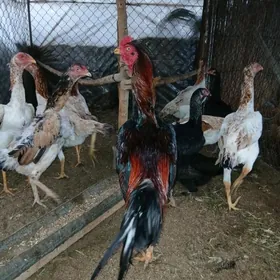 baýsy ýumurtga satlyk