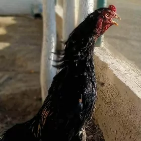 Tasgent admen 🧿🧿