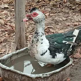 ordek muskus индоутки