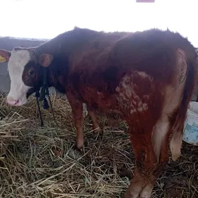 ÖKUZ SİMENTAL GİBRİT