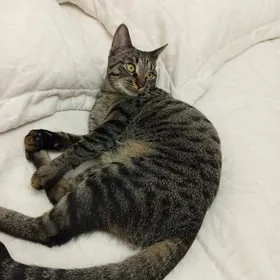 котик в добрые руки