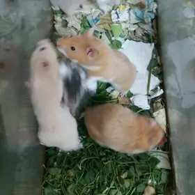 Хомяки, öy syçany