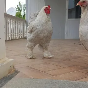 Brama arassa lavanda