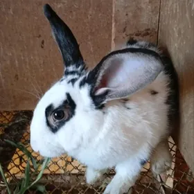 кролики полувеликан