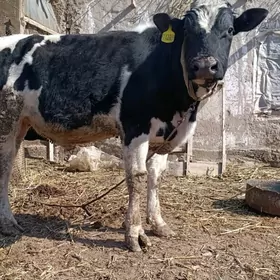 Голштин Окуз