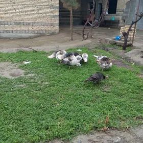 самиз индуклар