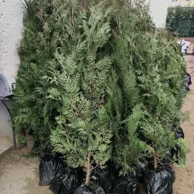 Tuya Yolka Туя Ёлка