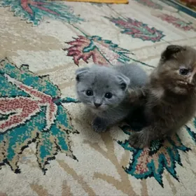 продаются котята