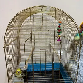 Папугай с клеткой