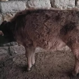 SATLIK TÜWE TOHIM MAL