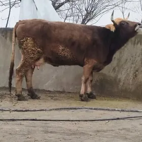 Arassa şiwit süÿytly sygyr