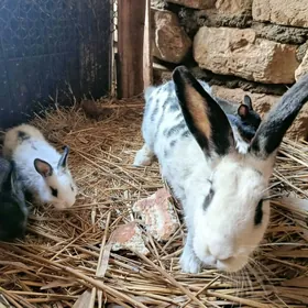 cagaly welikan towsan