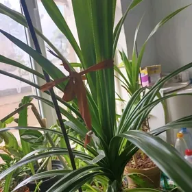 Pandanus | Панданус