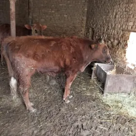 самиз окизлар