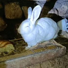 cagaly welikan towsan