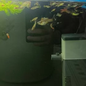 Разные гуппи