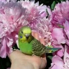 Gus imler kletklar guslar